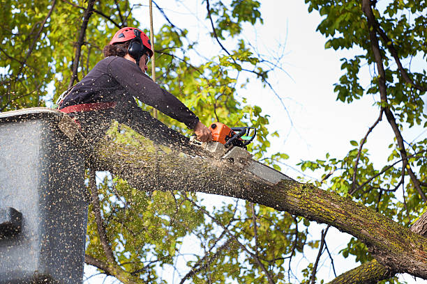 How Our Tree Care Process Works  in  Coffeyville, KS